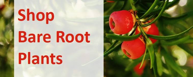 Shop Bare Root Plants